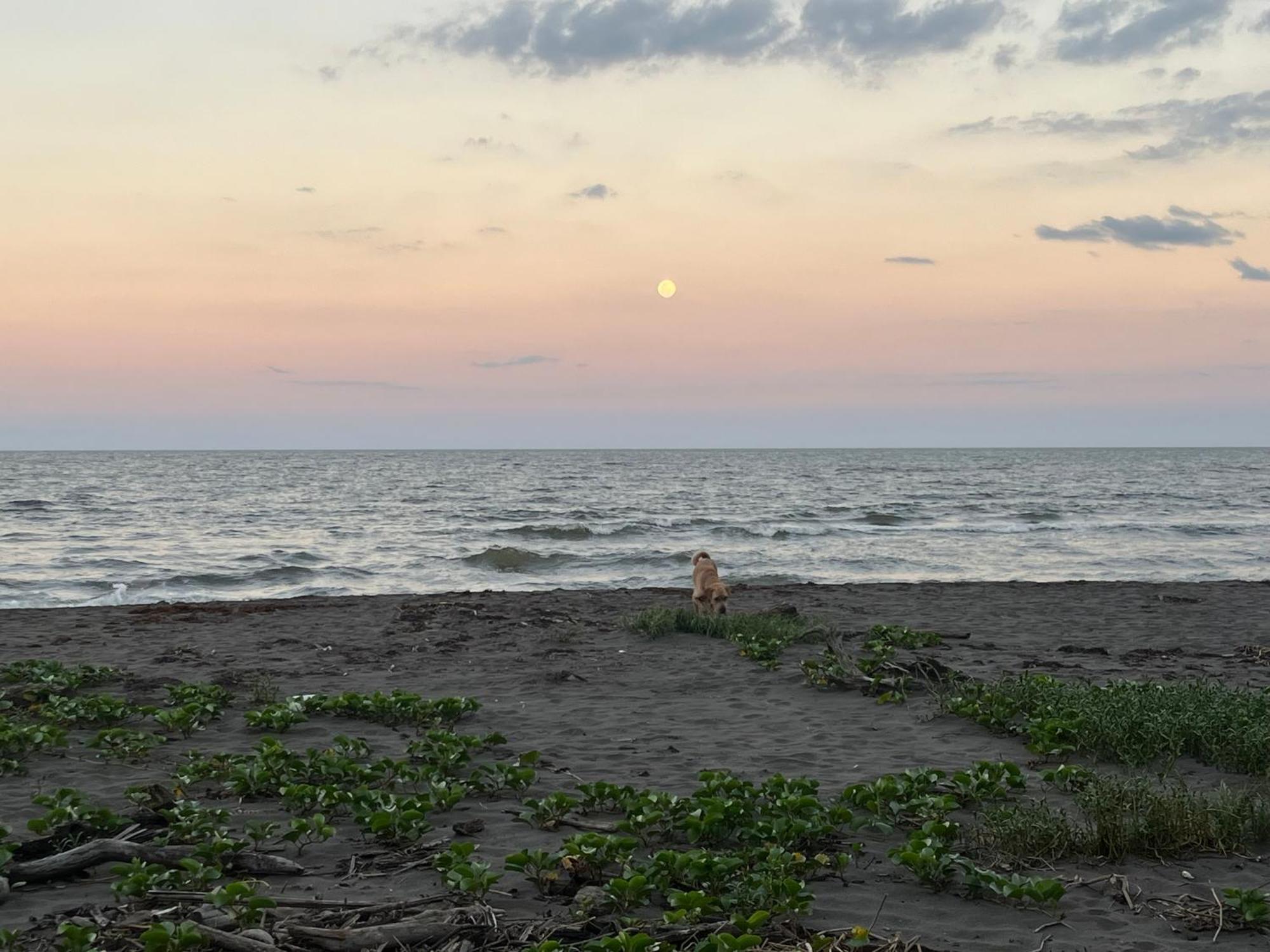 Frias Home Tortuguero Buitenkant foto